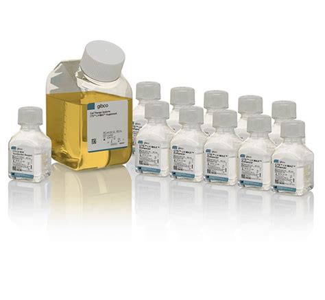 lv max transfection kit